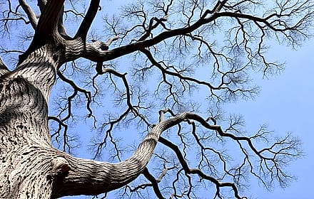 Old tree'