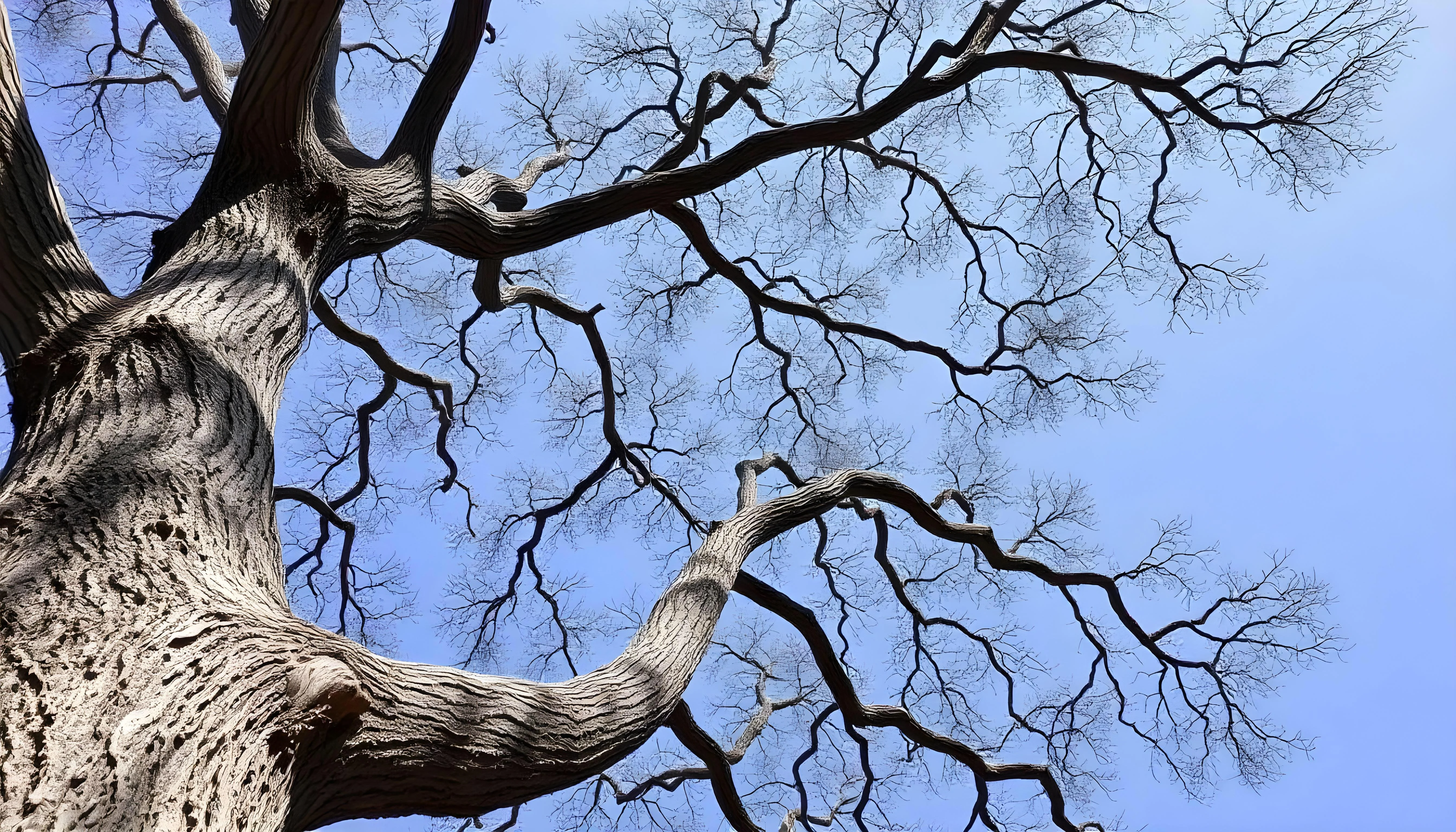 Old tree picture 1 of 1