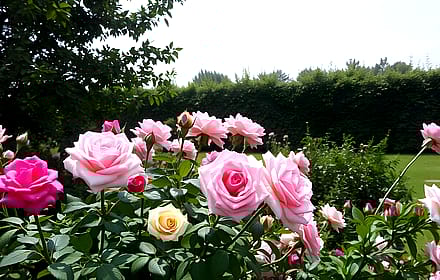 Rose'