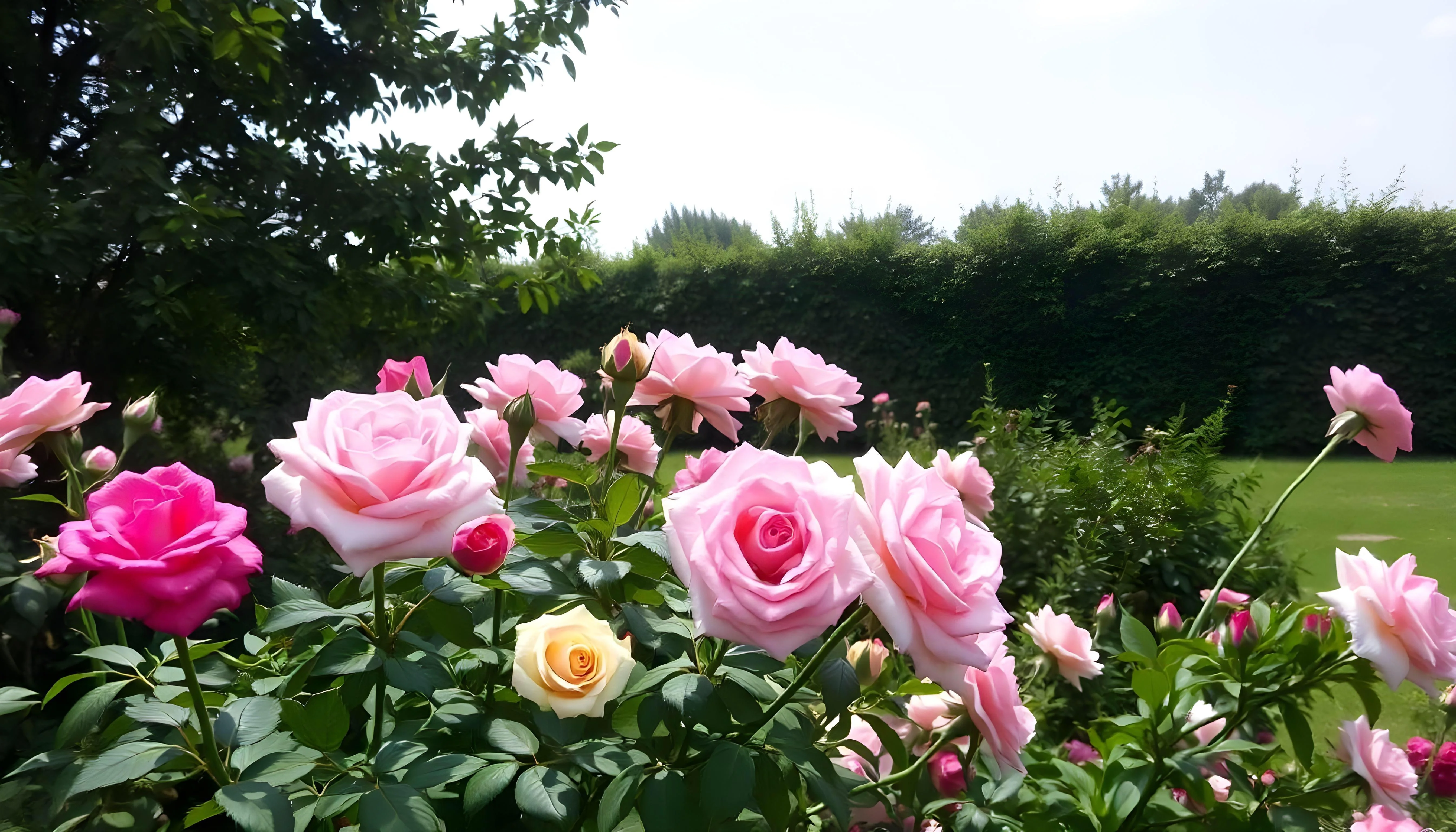 Rose picture 1 of 1