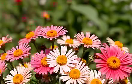 Flowers'