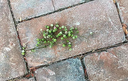 Honey-locust blooms on brick walk'