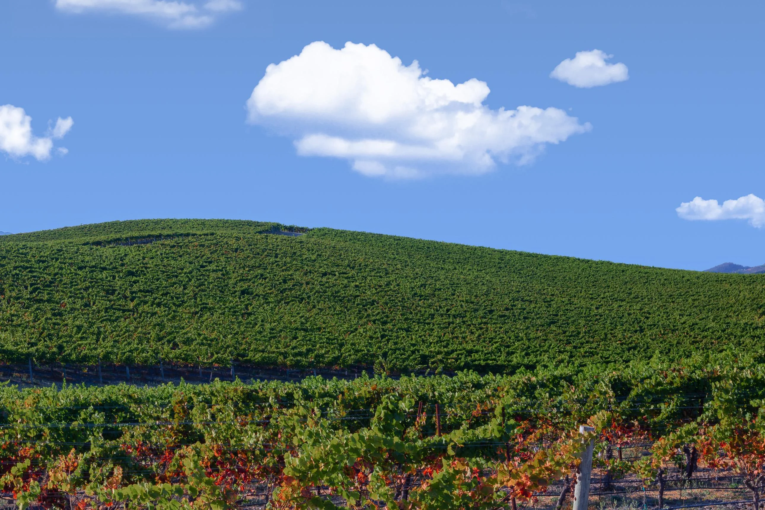 Found these two reminders of the Bliss. picture 2 of 2