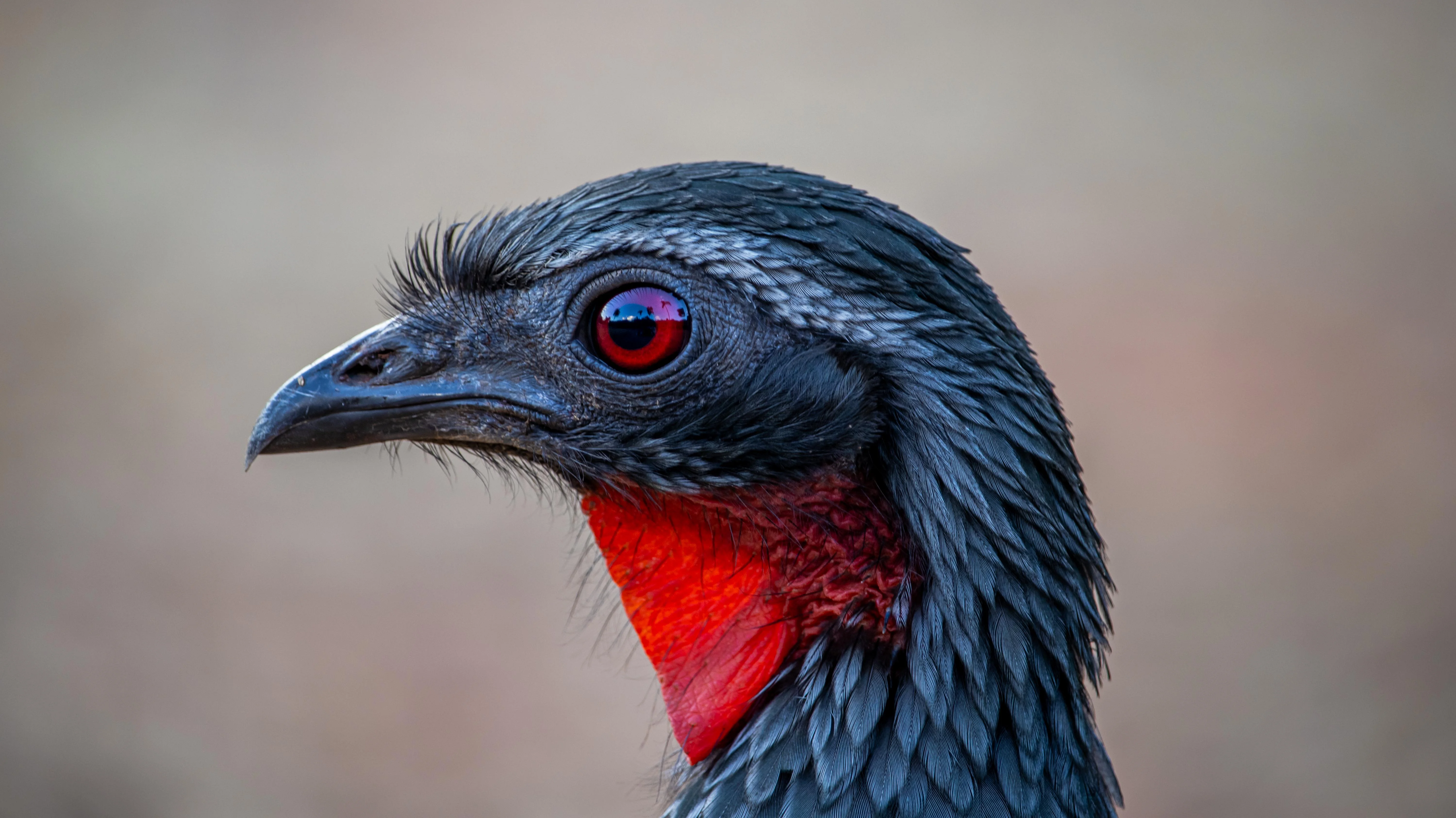 Foto de um Jacu picture 1 of 1