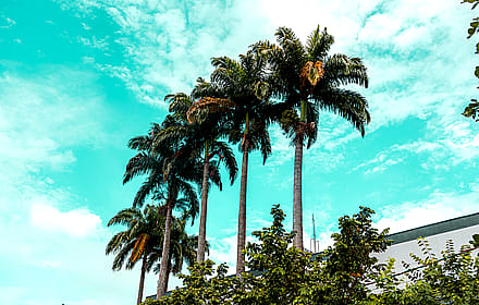 Teal & Palm Trees'