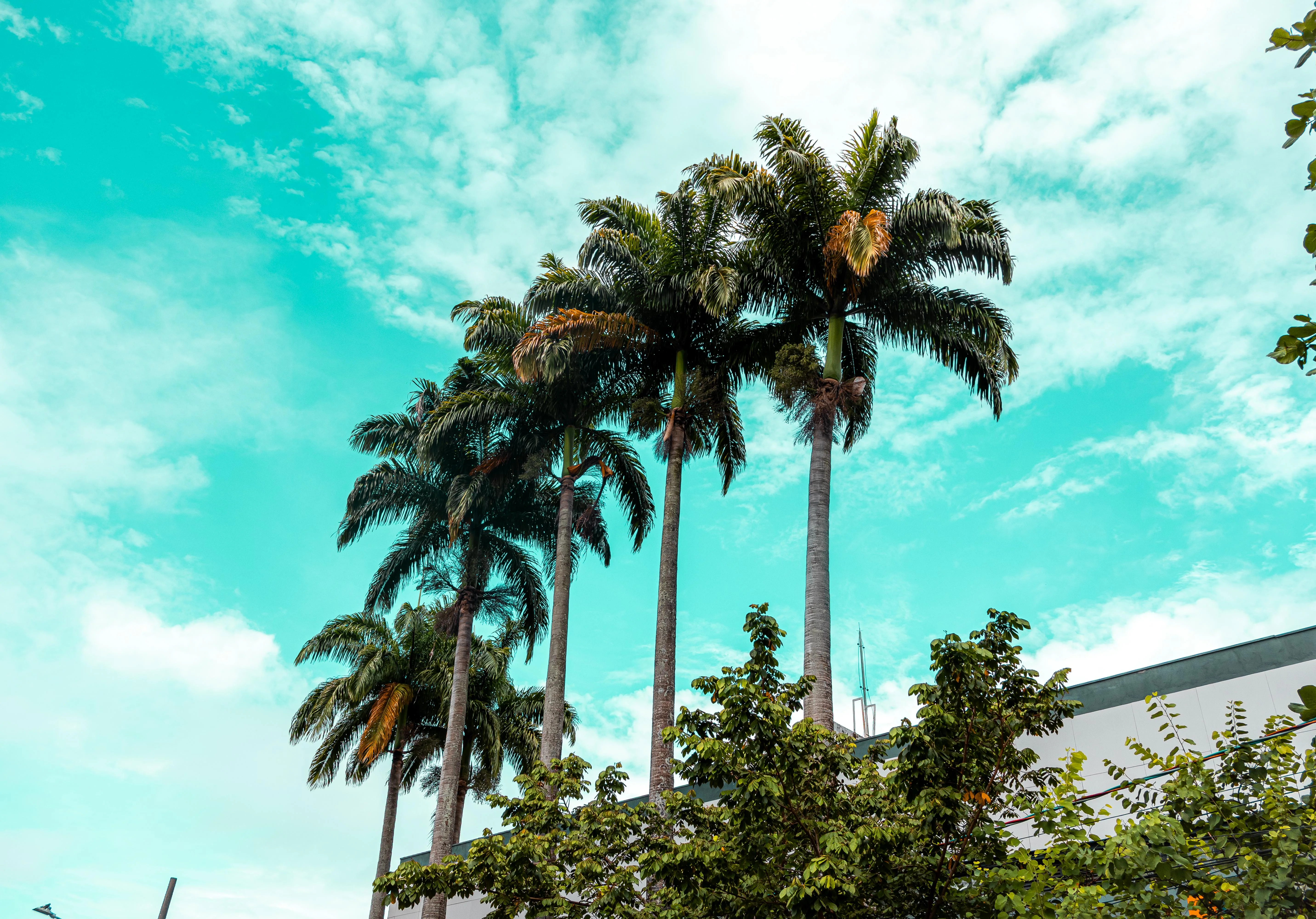 Teal & Palm Trees picture 1 of 1