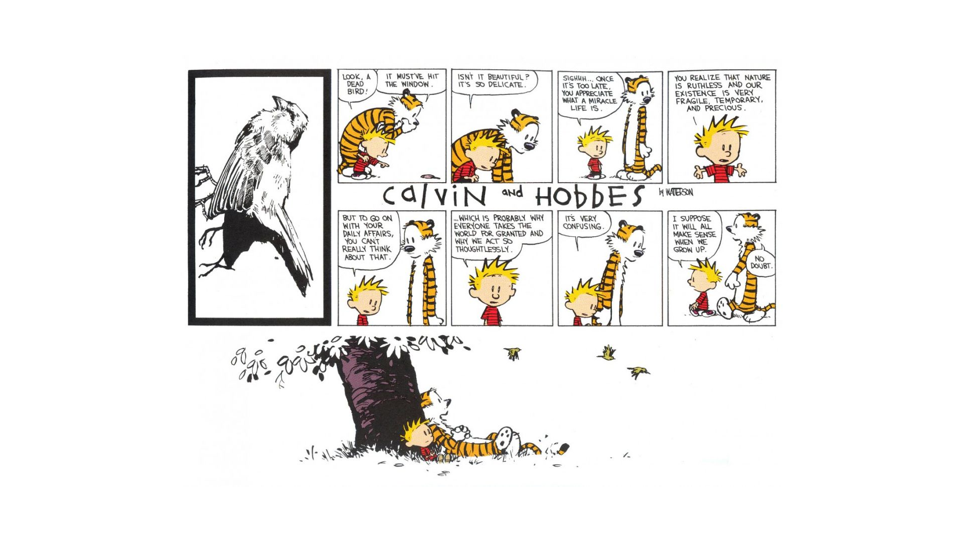 The best Calvin and Hobbes Sunday strip picture 1 of 1