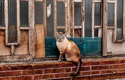 Orange & Blue Cat Portrait'