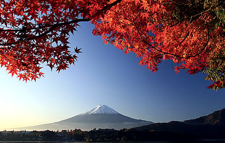 A Tree with a Volcano in the Background'