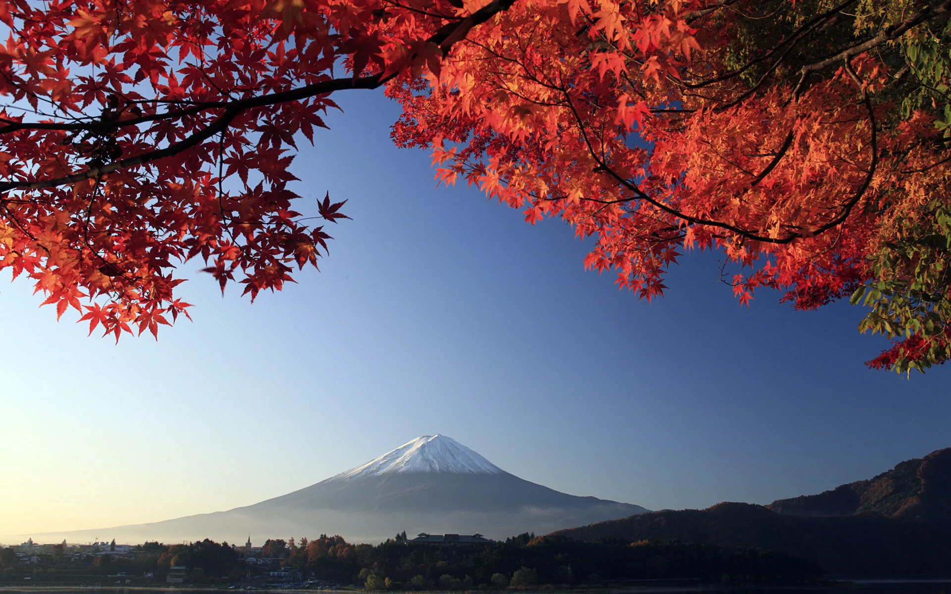 A Tree with a Volcano in the Background picture 1 of 1