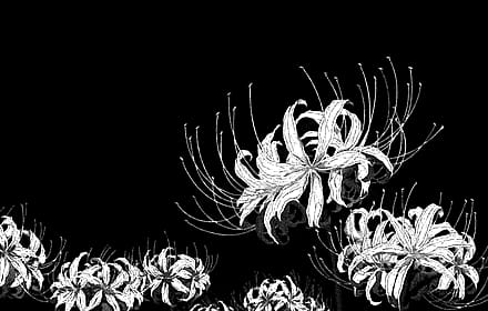 Blue spider lily but they are not blue'