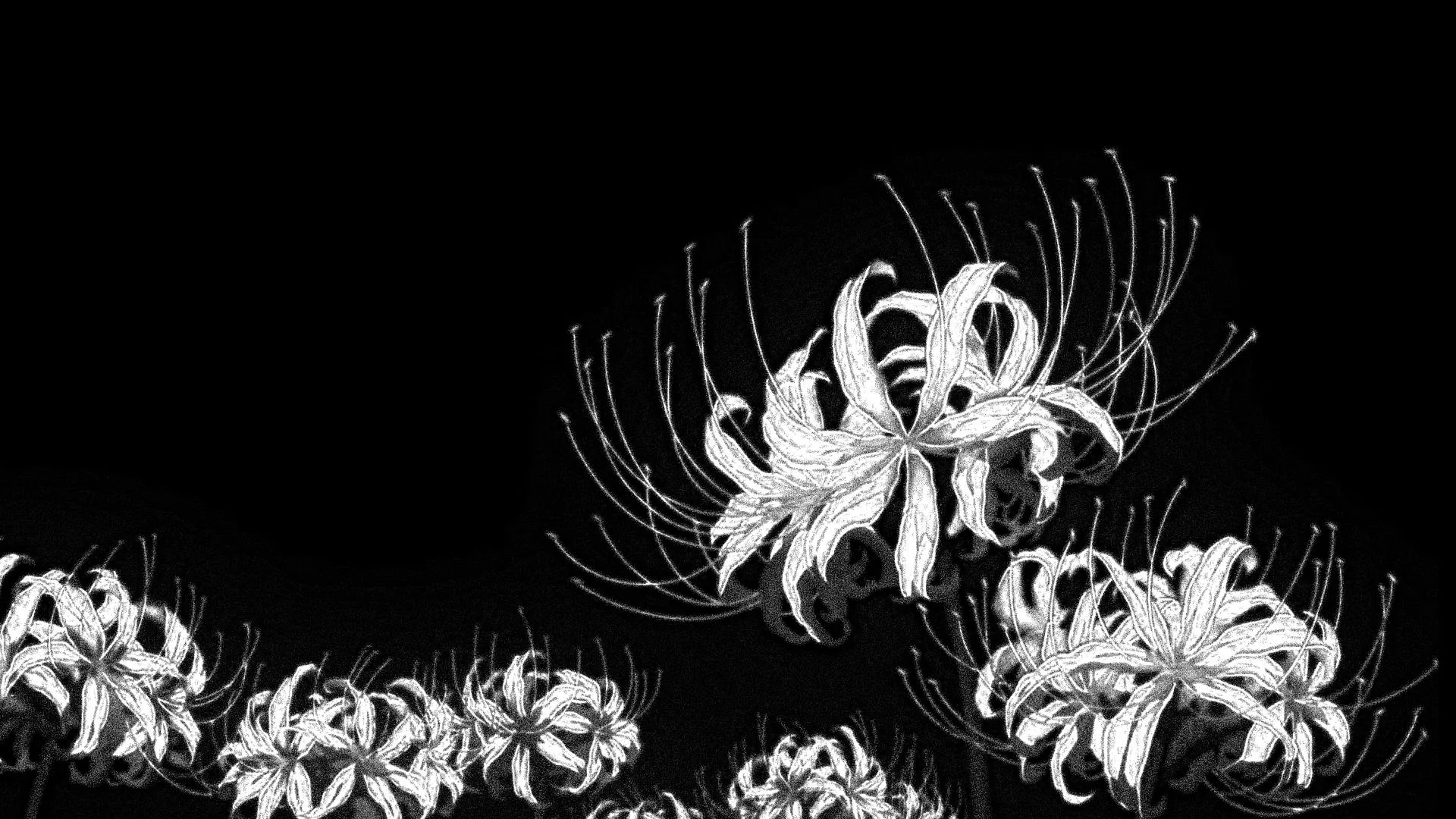 Blue spider lily but they are not blue picture 1 of 1