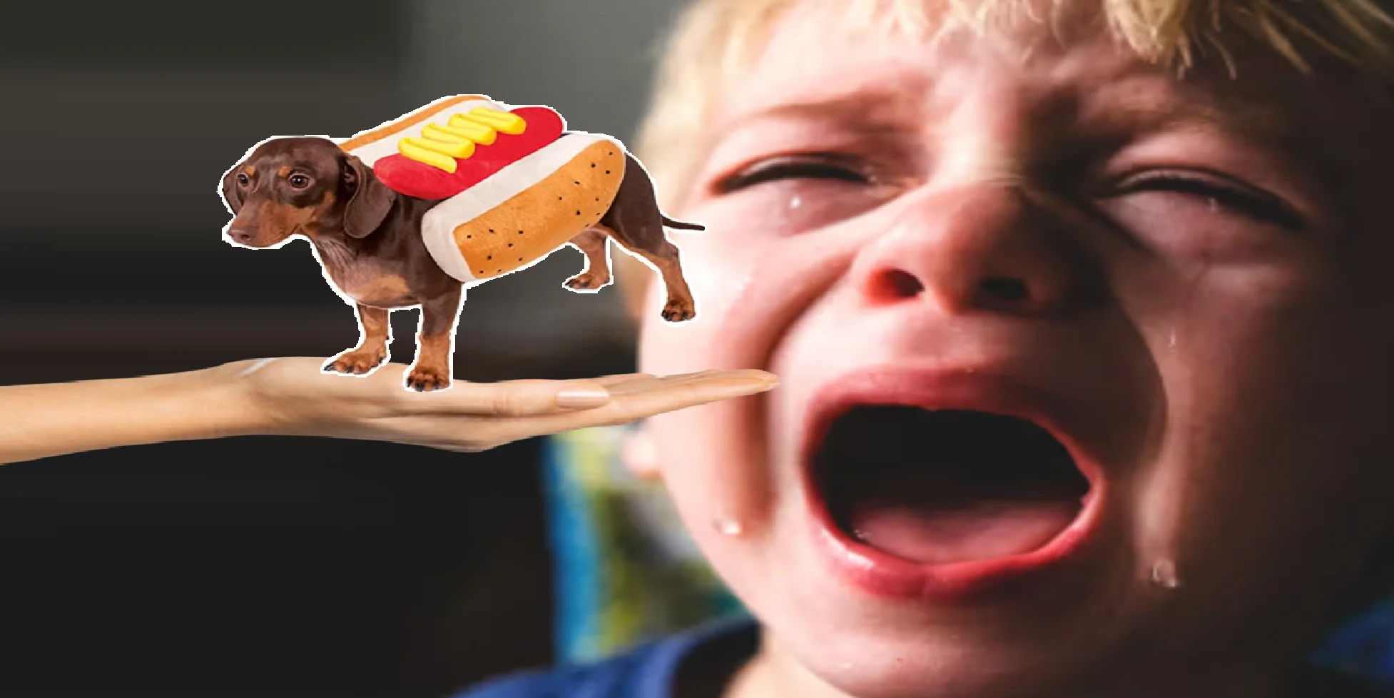 no rules about meme wallpapers picture 1 of 1