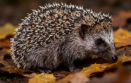 Hedgehog'