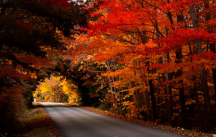 Quiet Country Road in Autumn'