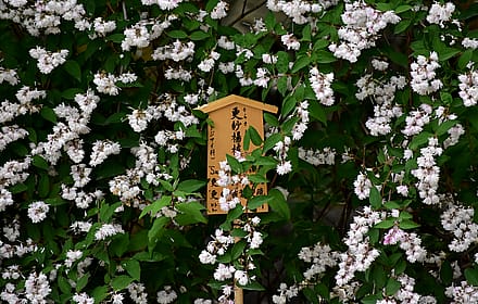 Flowers around a sign in japan - 4k @ 27"'