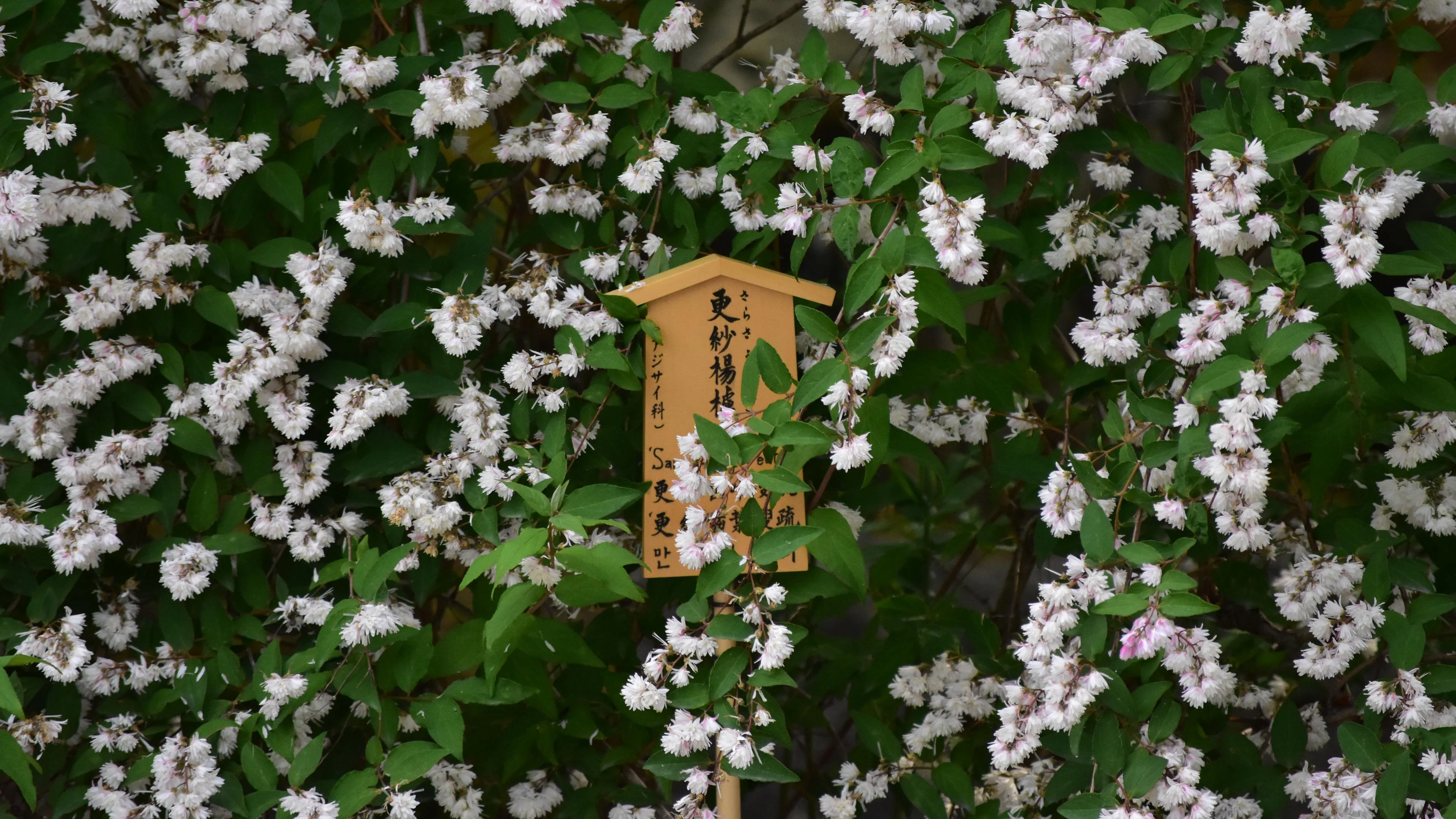 Flowers around a sign in japan - 4k @ 27" picture 1 of 1
