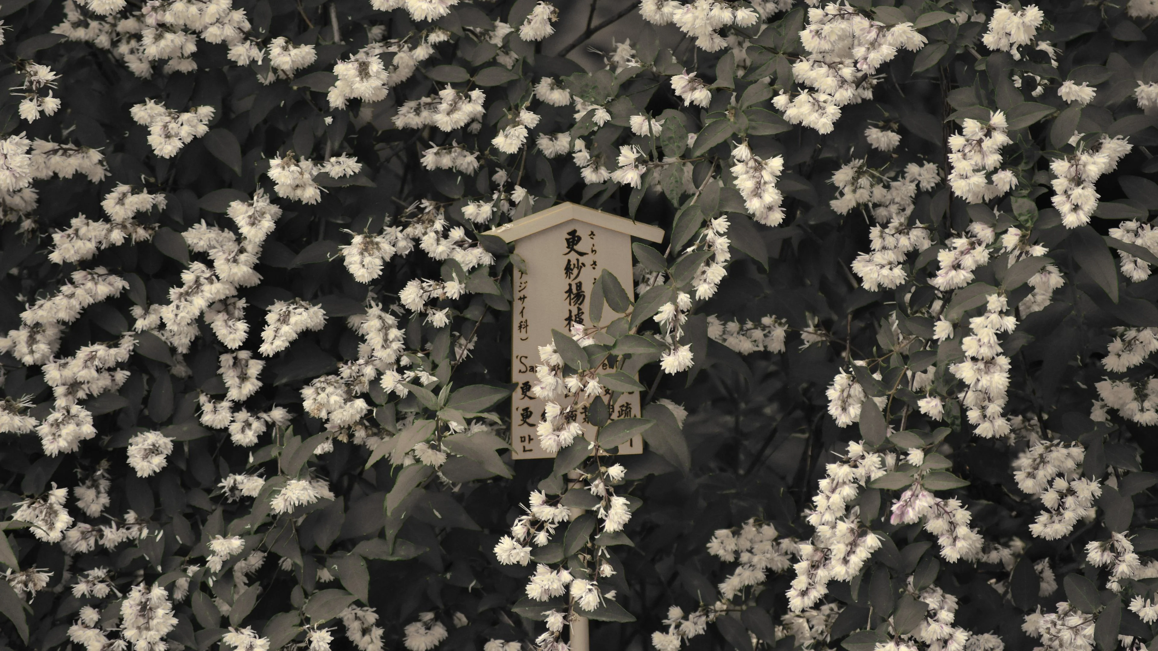 17 photos of Japan picture 1 of 1