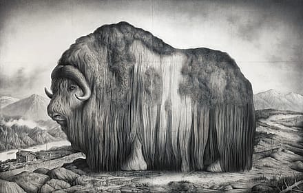 Sverre Malling - Norwegian Muskox 2018'