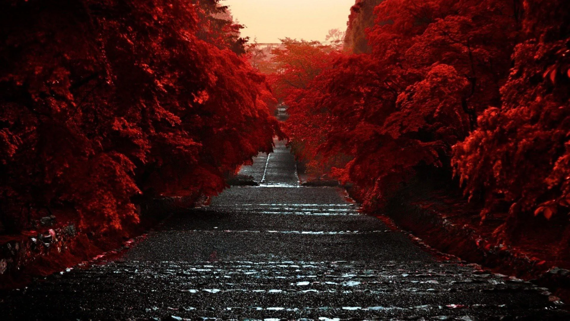 The Red Corridor picture 1 of 1