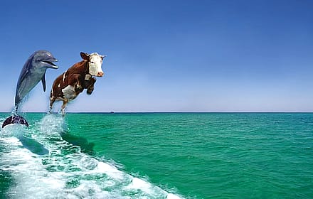 Cow and Dolphin in the Ocean'