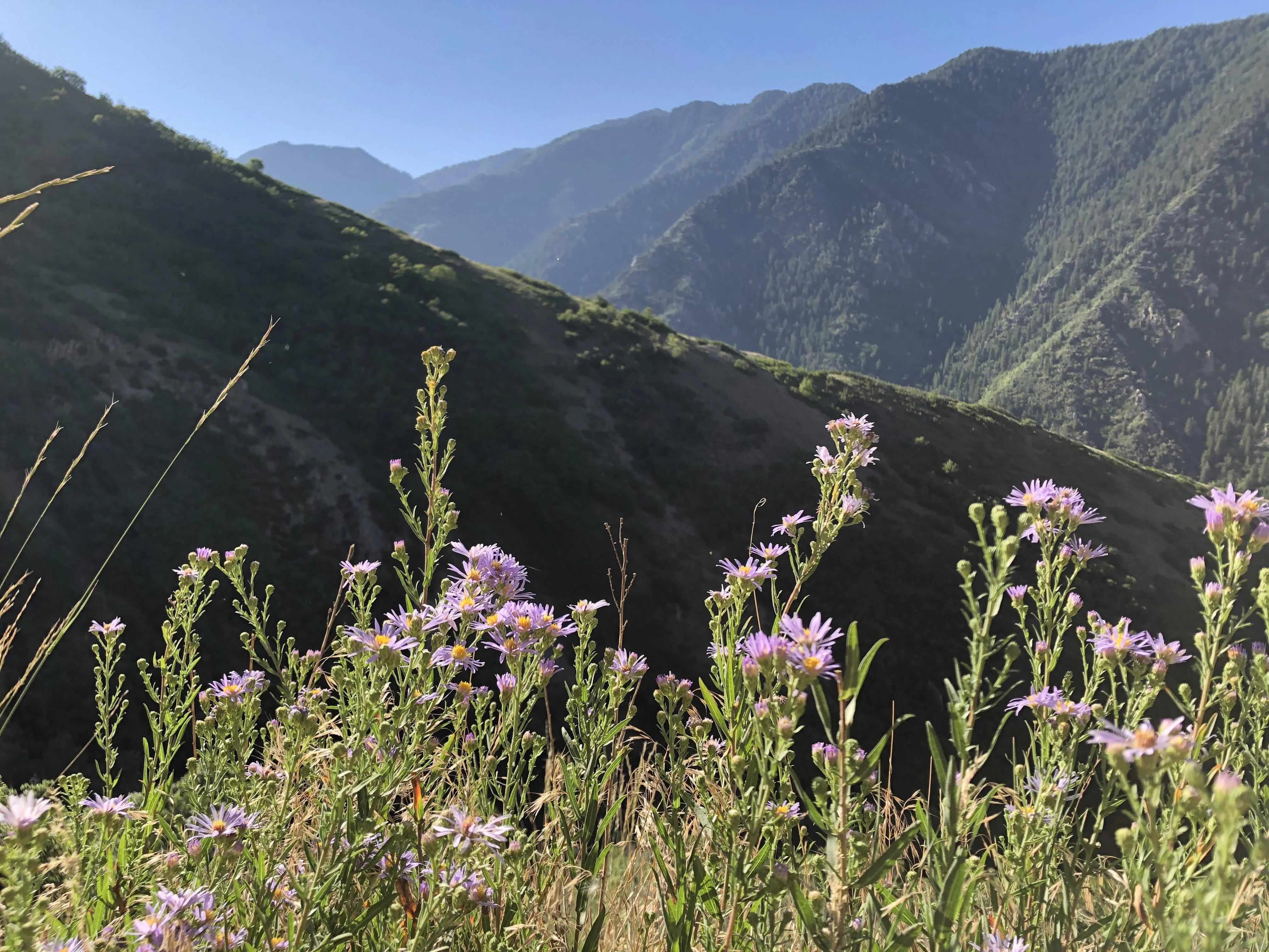 Flowers in Canyon picture 1 of 1