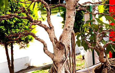 Just a 17-year-old bonsai'