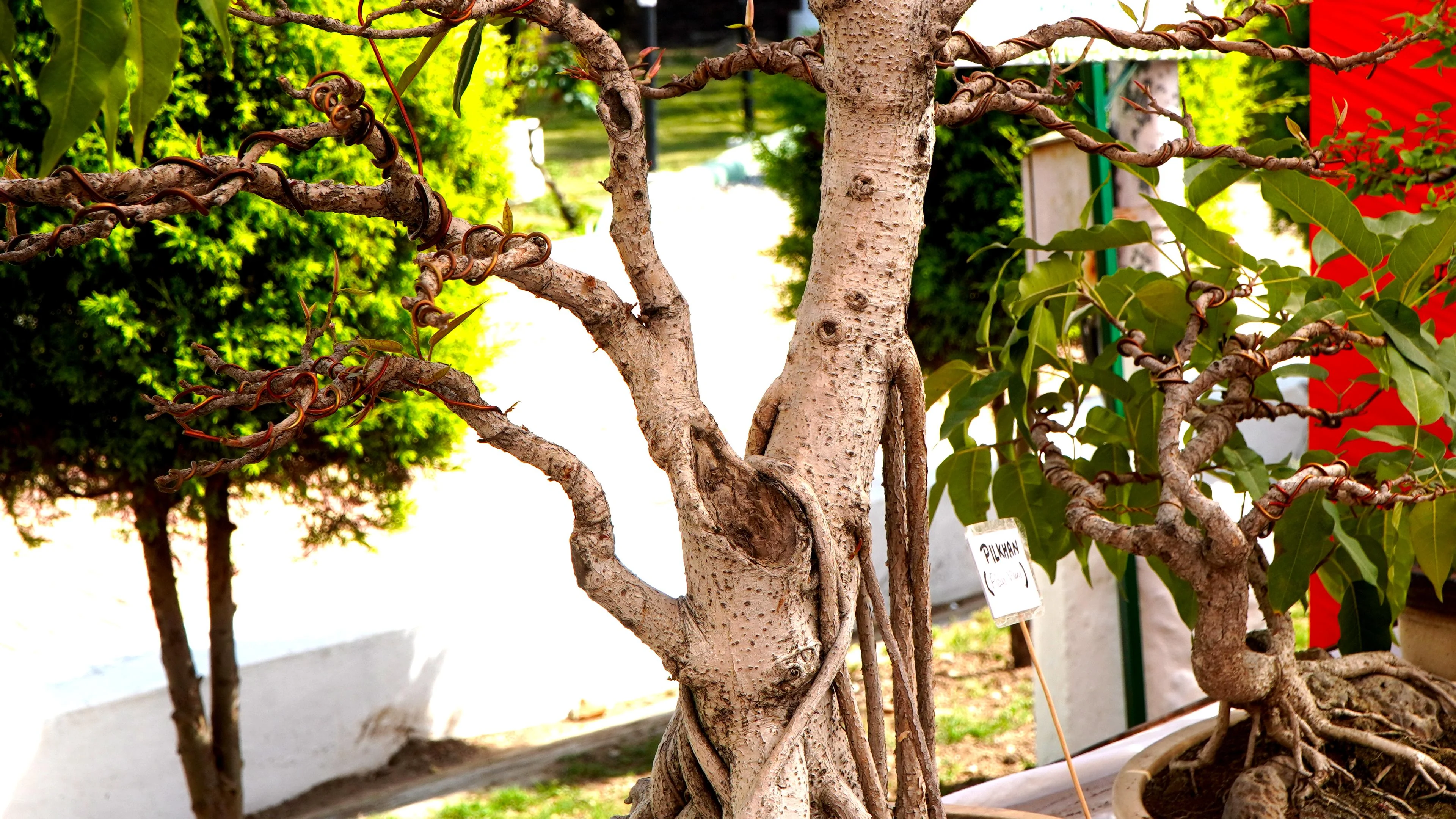 Just a 17-year-old bonsai picture 1 of 1