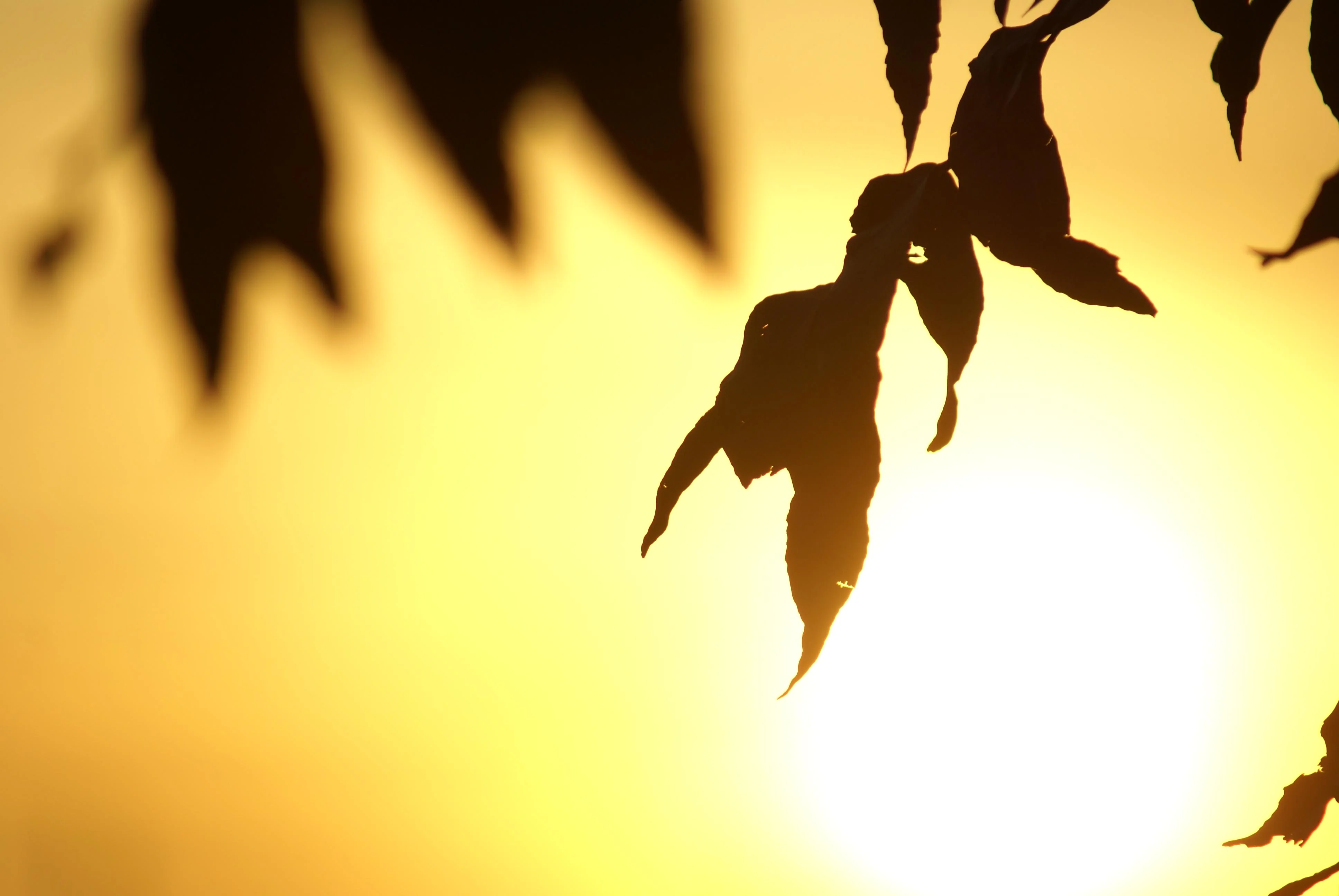 Gold to the leaves picture 1 of 1