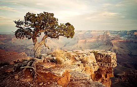 Juniper on The Rim'