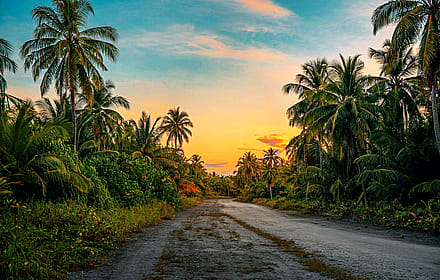 A Journey Through Paradise: Sunset on a Secluded Palm Road'