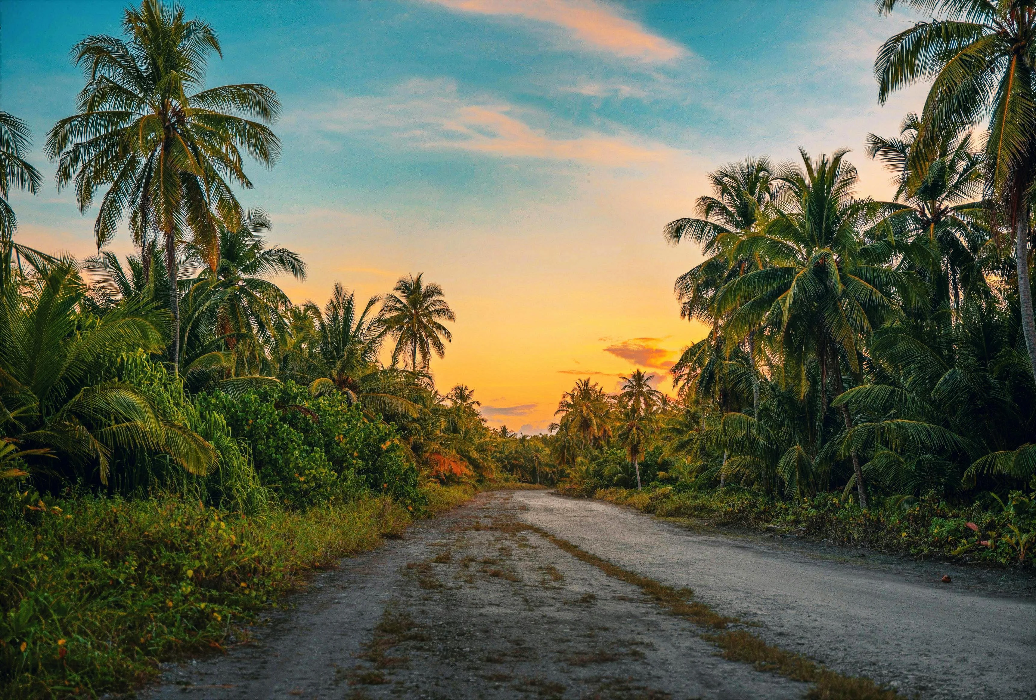 A Journey Through Paradise: Sunset on a Secluded Palm Road picture 1 of 1