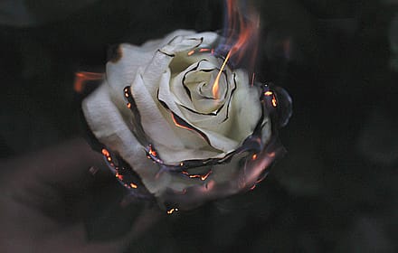 Burnin' Rose'