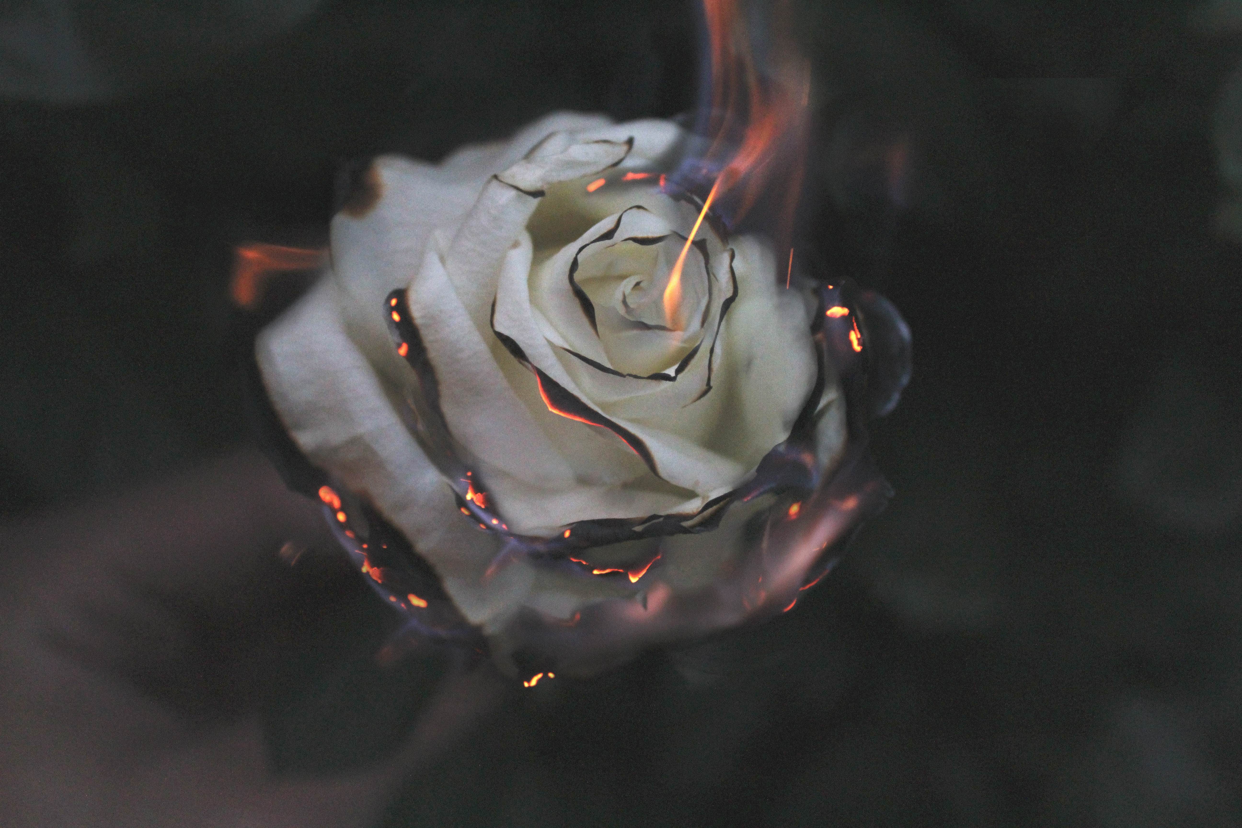 Burnin' Rose picture 1 of 1